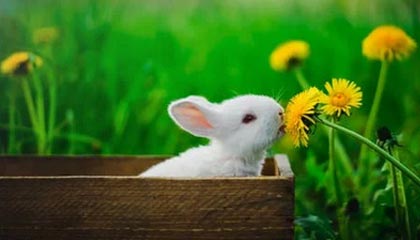 开云官网-【直播】誓约：是季节先攻击我的，我有攻击他吗？我没有啊